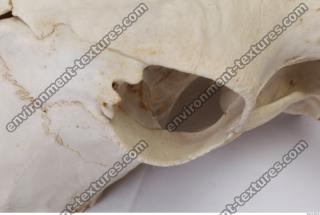 Photo Reference of Animal Skull